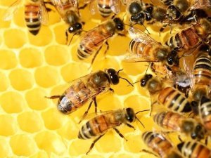 abeilles